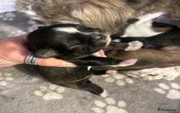 Shih Tzu dogs for sale: Beautiful shih Tzu puppies for sale  - Image 9