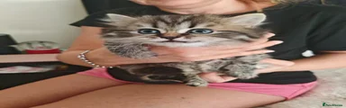 Scottish Fold 2