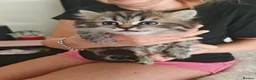 Scottish Fold cats for sale: Beautiful scottish kittens  - Advert 2