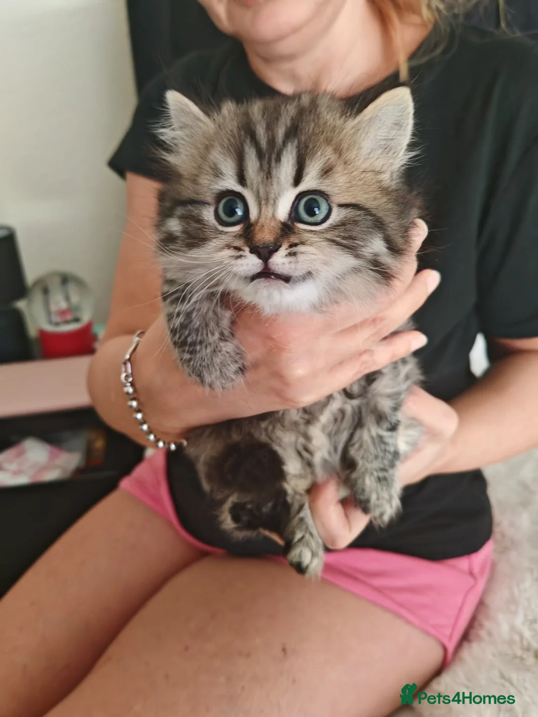 Scottish Fold cats for sale: Beautiful scottish kittens  - Advert 2