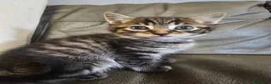 Mixed Breed Kitten 1