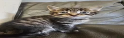 Mixed Breed cats for sale: Russian Blue x Long Hair Tabby in Horley - Advert 9