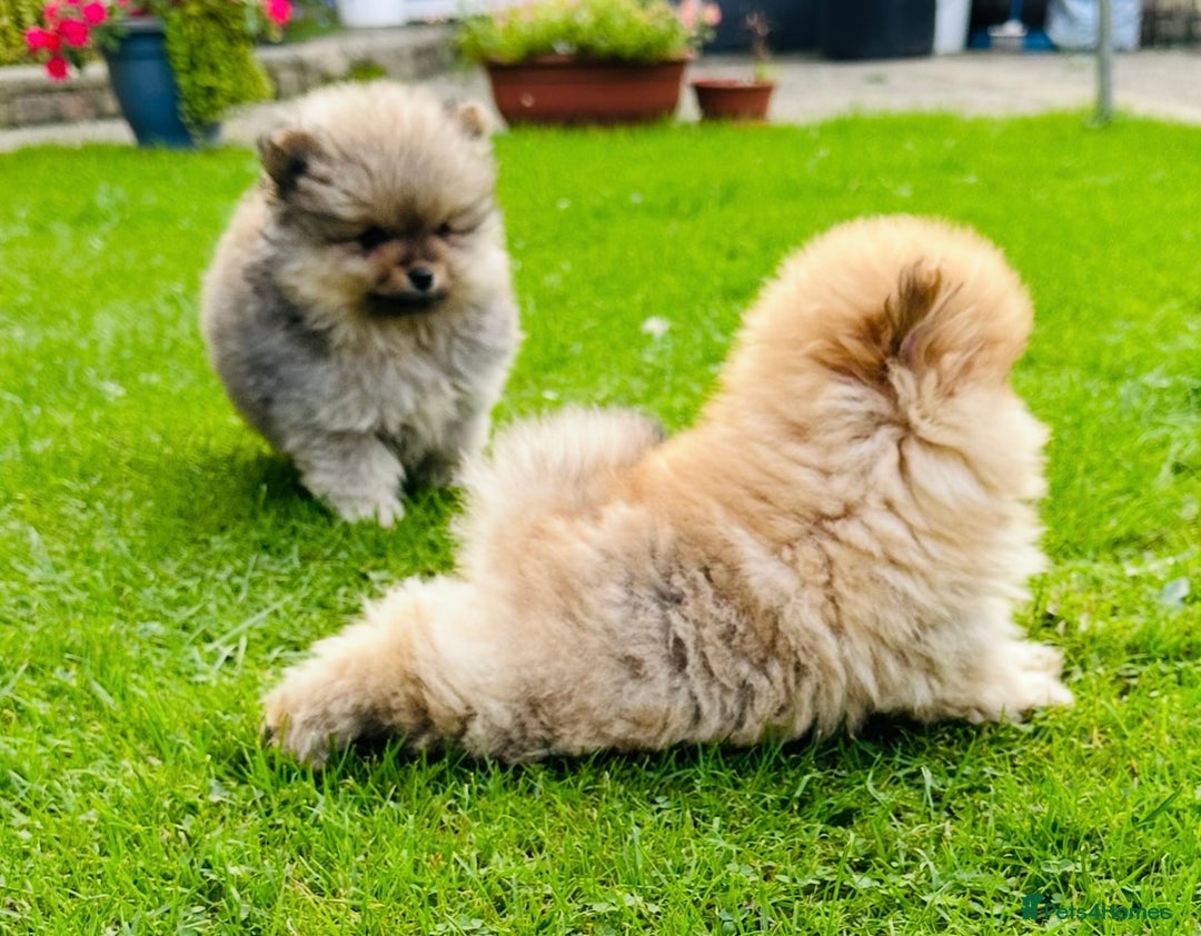 Pomeranian dogs for sale: Lovely Pomeranian puppies  - Image 10