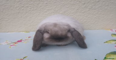 Mini Lop rabbits - Advert 4