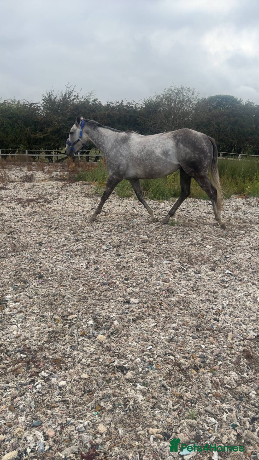 Irish Thoroughbred horses for sale: Stunning Thoroughbred Mare,  - Image 1