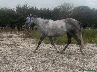 Irish Thoroughbred horses - Advert 10