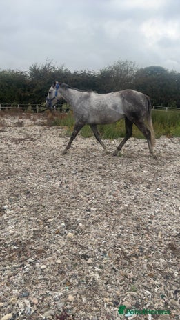 Irish Thoroughbred horses - Advert 1