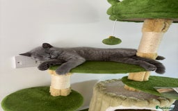British Shorthair cats for sale: Chunky British Shorthair Kittens in Braintree - Image 28