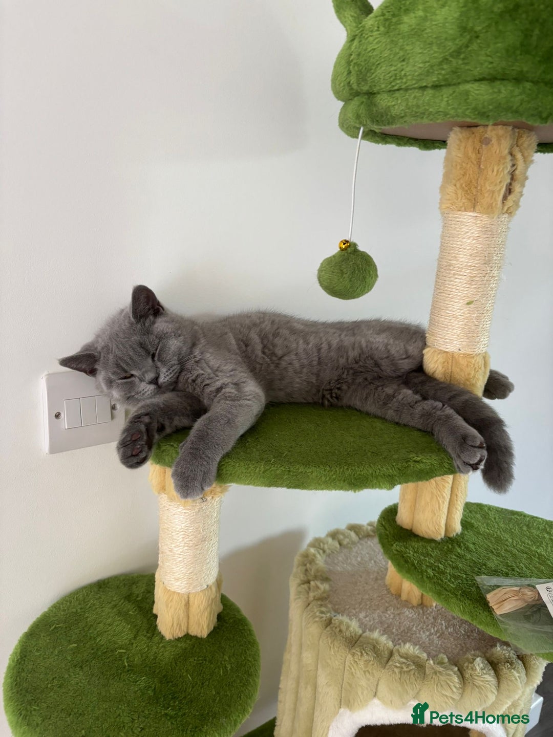 British Shorthair cats for sale: Chunky British Shorthair Kittens in Braintree - Image 28