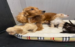 Cockapoo dogs for sale: AMAZING STUNNING F1 SHOW TYPE COCKAPOO  - Image 30