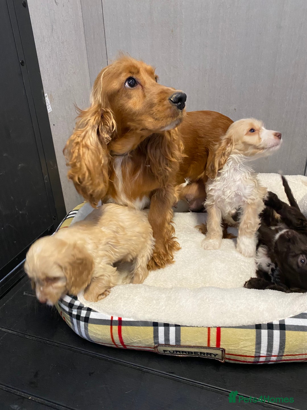 Cockapoo dogs for sale: AMAZING STUNNING F1 SHOW TYPE COCKAPOO  - Image 30
