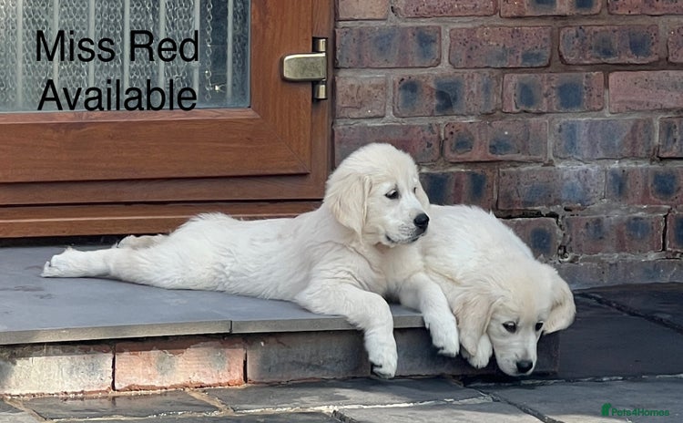 Golden Retriever dogs - Advert 2