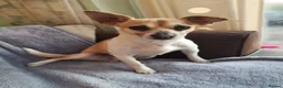 Jack Chi dogs for sale: Milo  - Advert 3