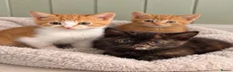 Mixed Breed cats for sale: BSH mix kittens  - Advert 1