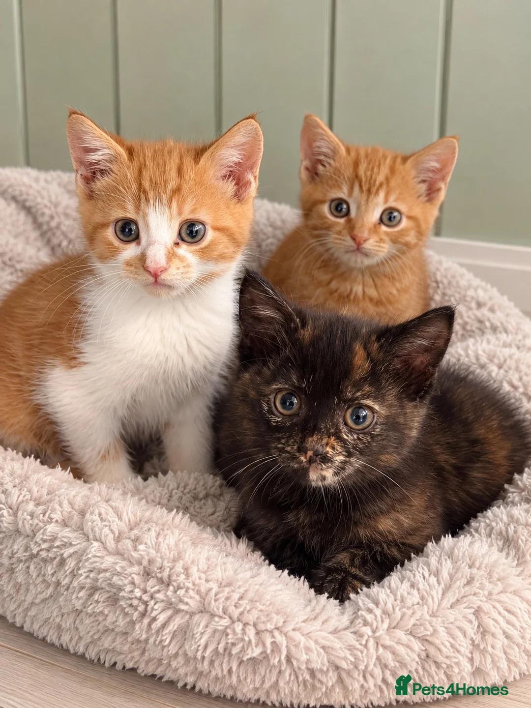Mixed Breed cats for sale: BSH mix kittens  - Advert 1