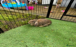 Mixed Breed rabbits for sale: Mixed breed of lop  - Image 2
