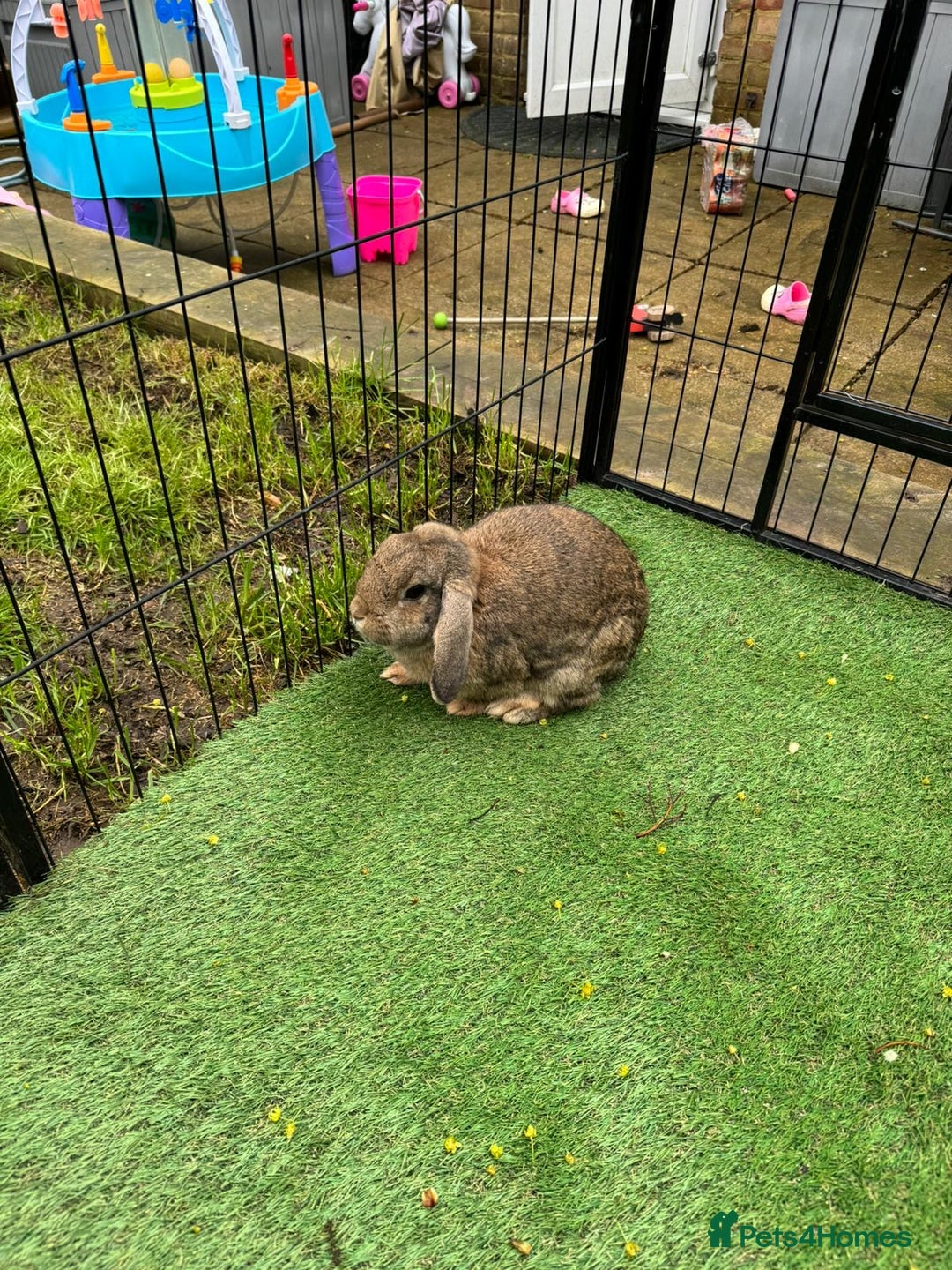 Mixed Breed rabbits for sale: Mixed breed of lop  - Image 2
