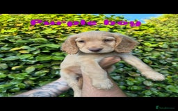 Cocker Spaniel dogs for sale: READY TO GO.. beautiful cocker spaniel puppies - Image 1