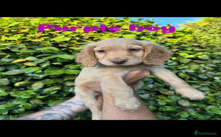 Cocker Spaniel dogs - Advert 12