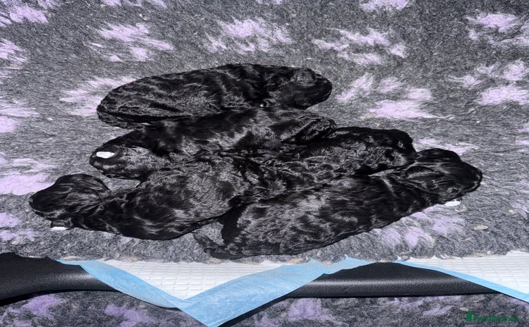 Miniature Poodle dogs - Advert 1