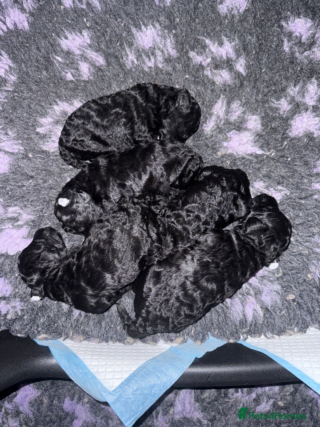 Miniature Poodle dogs for sale: Miniature Poodle Puppies - Advert 2