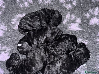 Miniature Poodle dogs - Advert 12