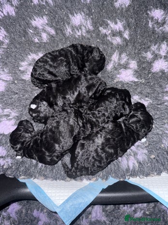 Miniature Poodle dogs - Advert 3