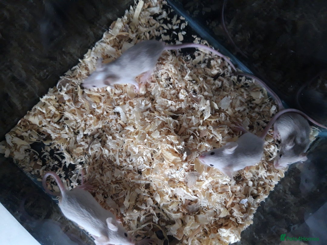 Mouse rodents for sale: Fancy mice babies  in Manchester - Image 4