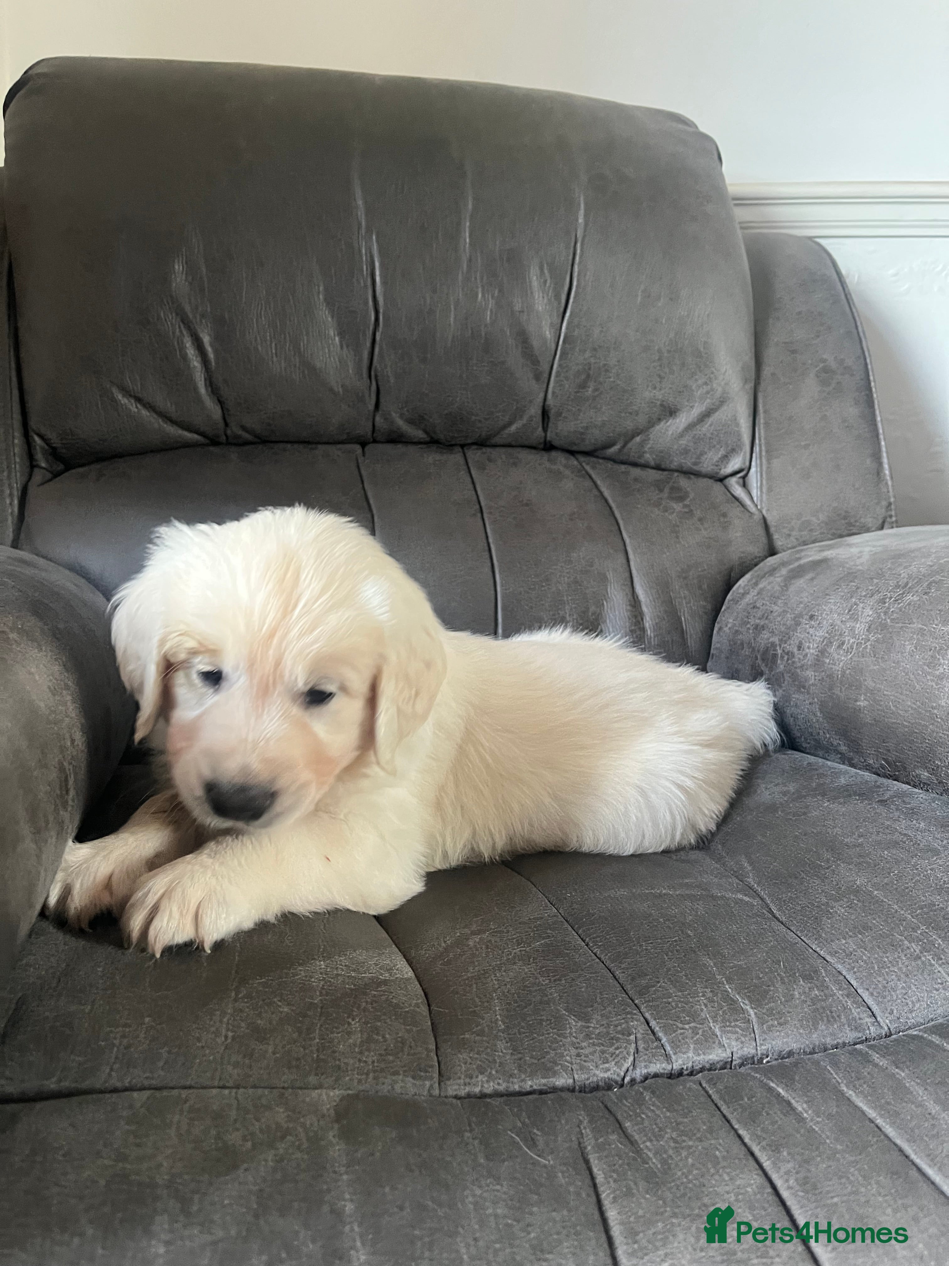 Golden Retriever dogs KC Pure white golden retriever puppies - Advert 2