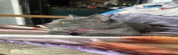 Mixed Breed cats for sale: Last Absolutely stunning bsh x Russian Blue boys - Advert 6