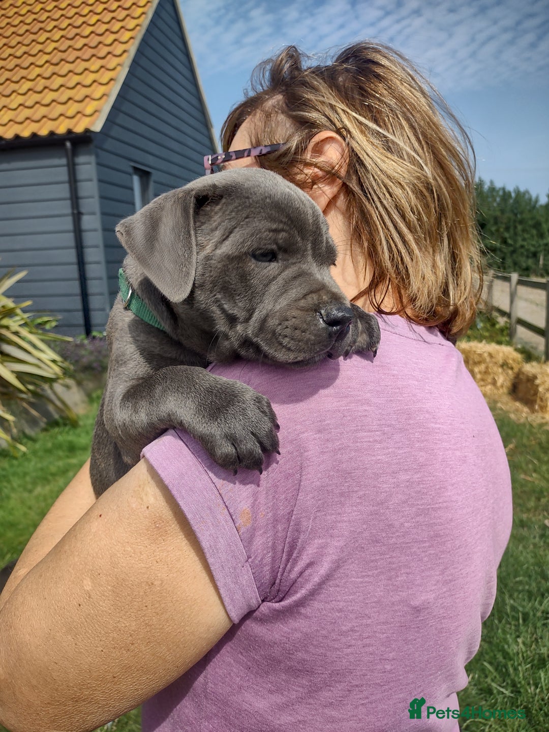 Staffordshire Bull Terrier dogs for sale: Chunky Staffy pups 💕 2 girls left, Ready to leave - Image 9