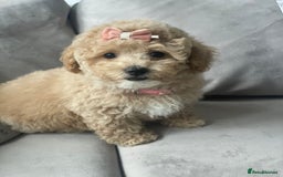 Poochon dogs for sale: Stunning litter - Image 5