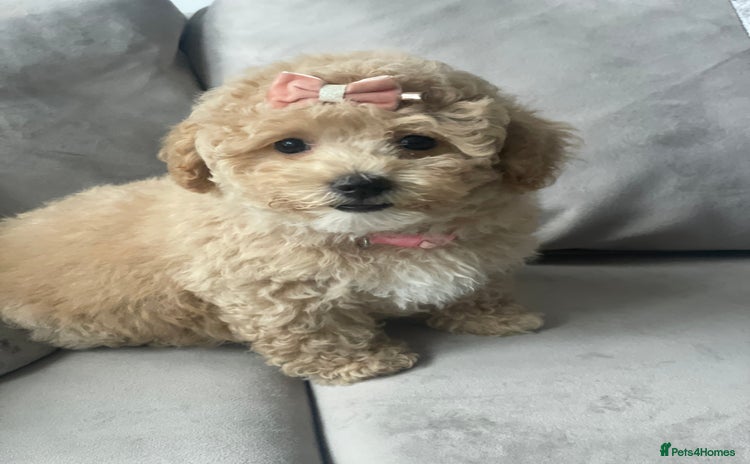 Poochon dogs - Advert 1