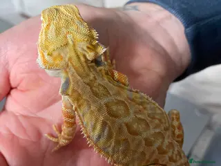 Bearded Dragon reptiles Female leatherback - Advert 1