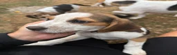Beagle dogs for sale: 🐶Beagle Puppies 2 Girls for Sale🐶 - Advert 9