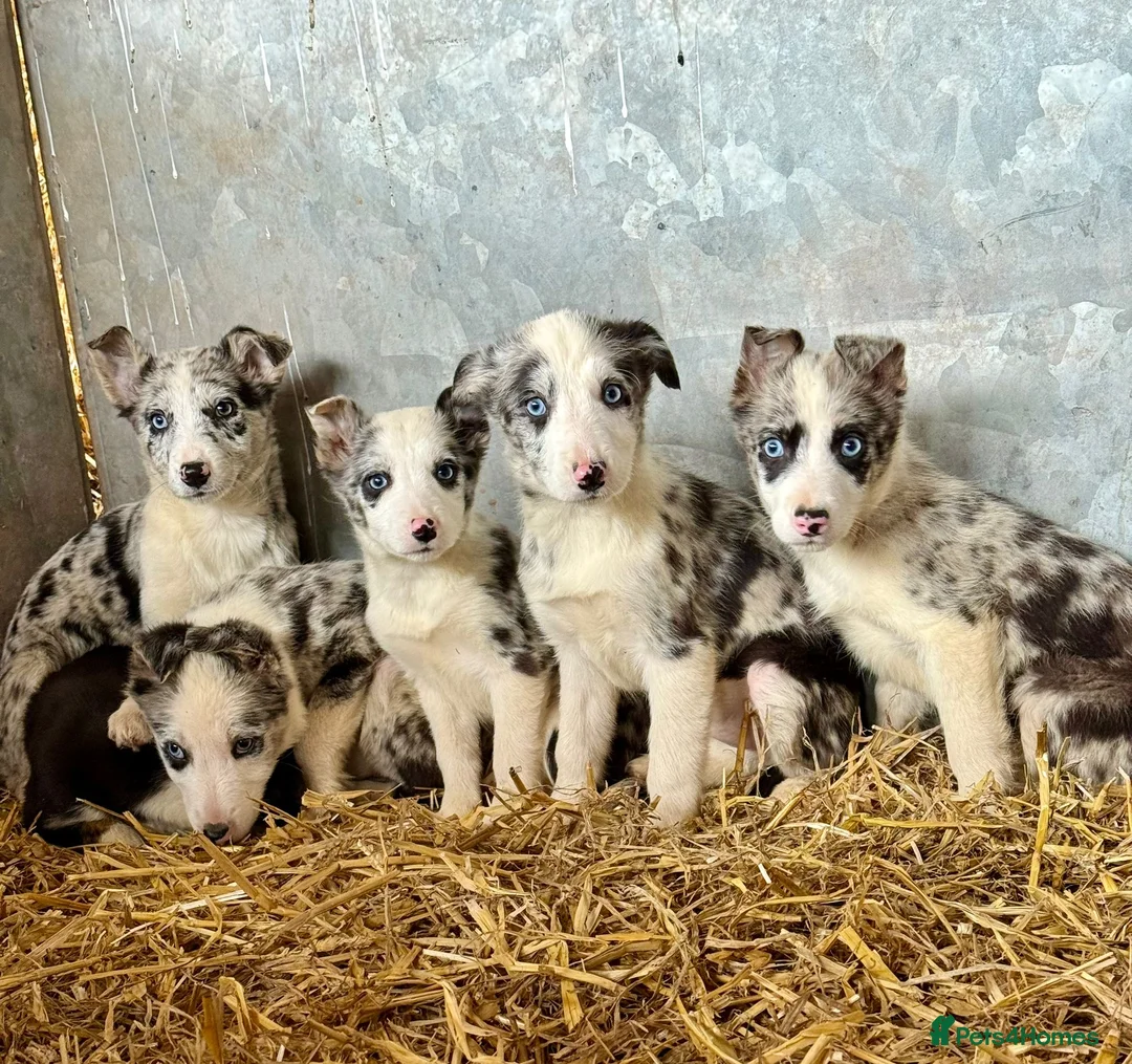 Border Collie dogs for sale: Stunning Merle puppies  - Advert 1