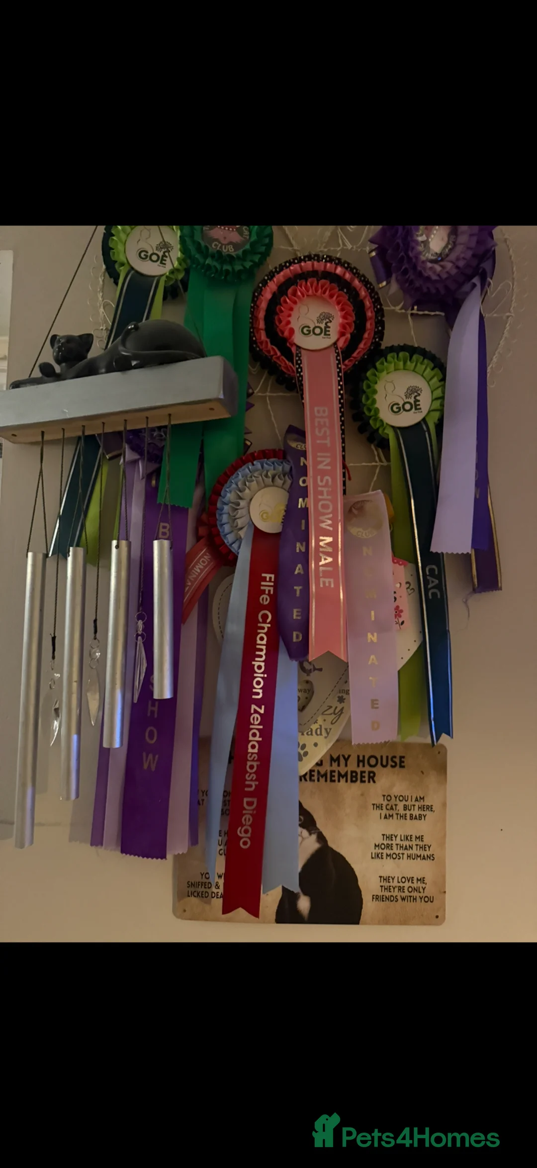 British Shorthair cats for sale: 5 Beautiful kittens❤️❤️❤️ - Advert 9