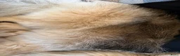 Pomeranian dogs for sale: Pomeranian - Advert 1