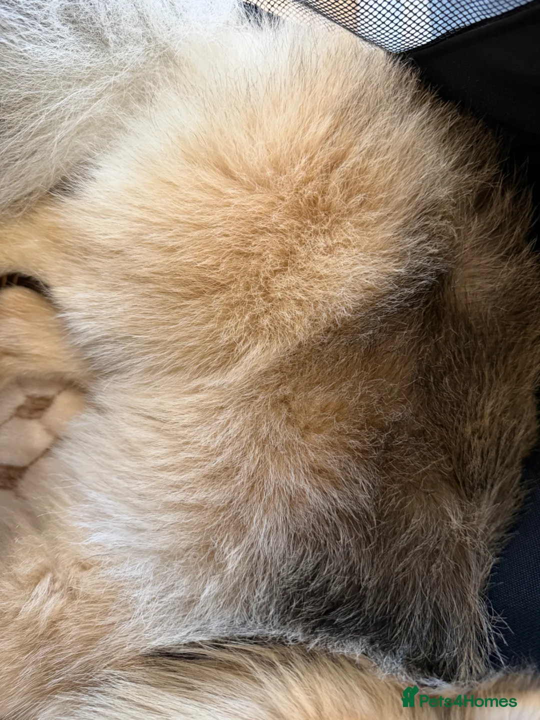 Pomeranian dogs for sale: Pomeranian - Advert 1