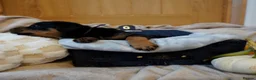 Rottweiler dogs for sale: Stunning litter of Rotweillers from family pet  in Wolverhampton - Advert 14