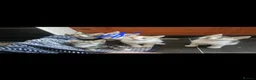 Mixed Breed cats for sale: Kittens  - Advert 6