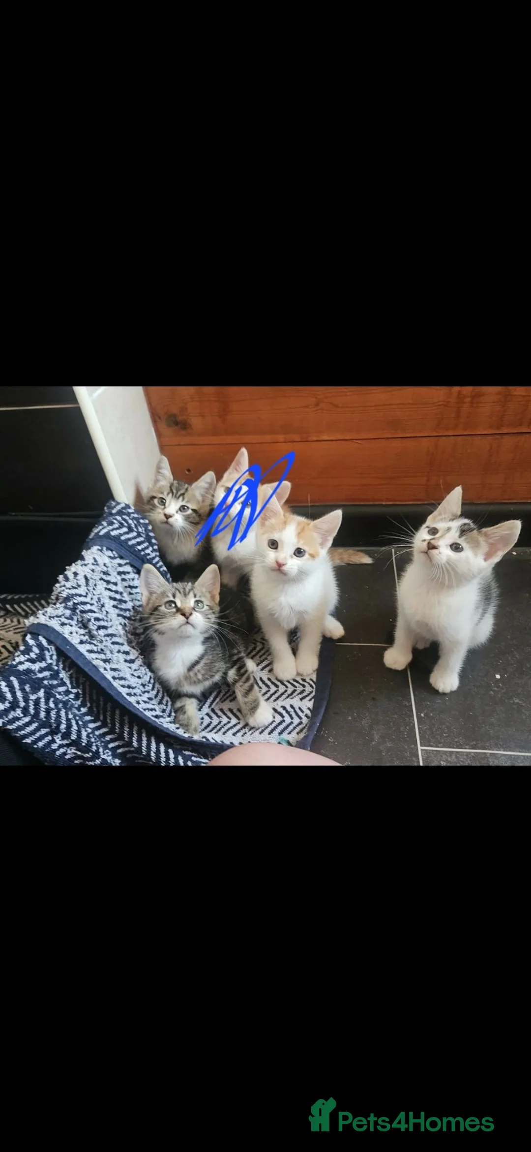 Mixed Breed cats for sale: Kittens  - Advert 6