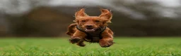 Cockapoo dogs for stud: Male Red Cockapoo Stud in Coventry - Advert 10