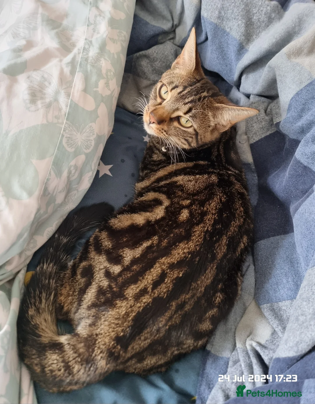 Brazilian Shorthair cats for sale: Family of 3 gorgeous cats for adoption - Advert 12