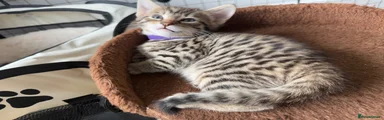 Savannah Kitten 2