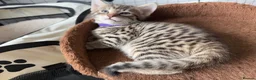 Savannah cats for sale: LAST BOY kitten left ! - Advert 34