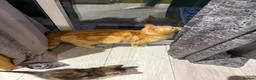 Mixed Breed cats for sale: 6 kittens for sale  - Advert 2