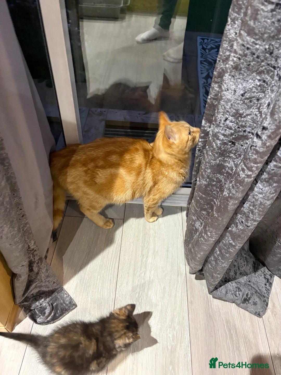 Mixed Breed cats for sale: 6 kittens for sale  - Advert 2
