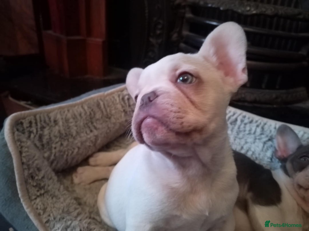 French Bulldog dogs for sale: French Bulldog Puppies For Sale  - Advert 9