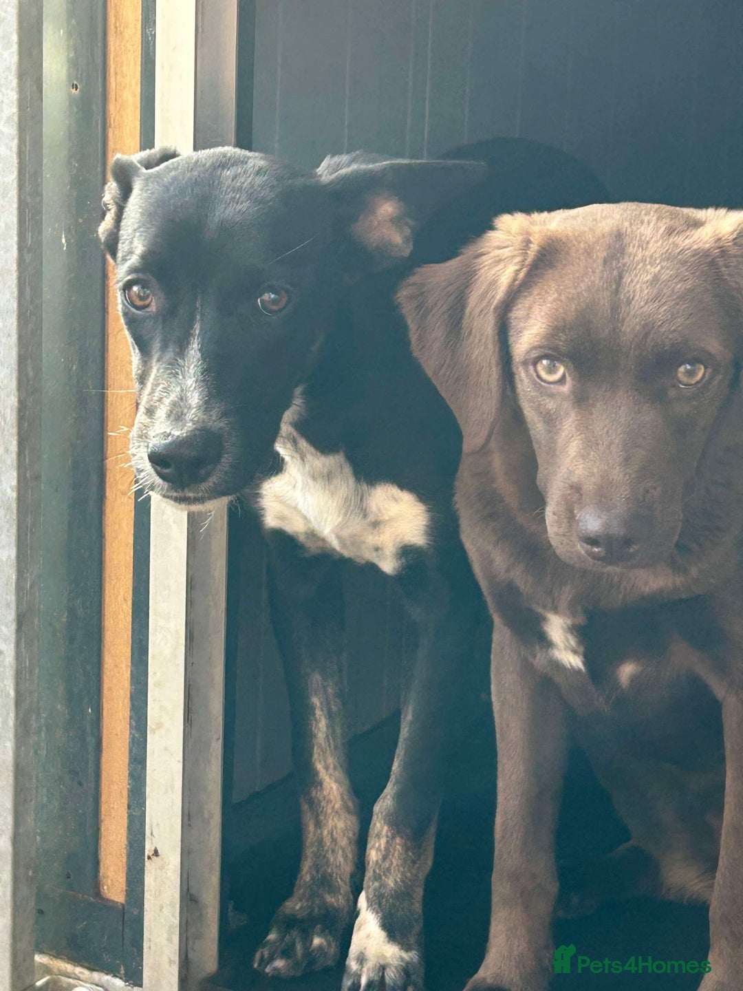 Mixed Breed dogs for adoption: Minnie is ready for her forever home - Advert 2